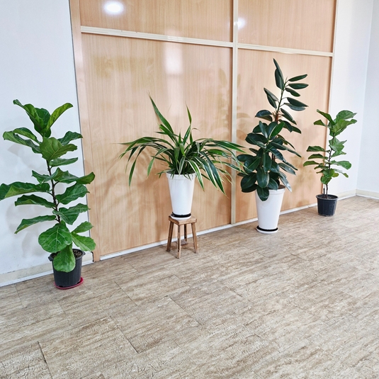 زیباسازی محیط کتابخانه با خرید گل و گیاه